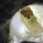 8 Commercial Mycotoxin Testing SP